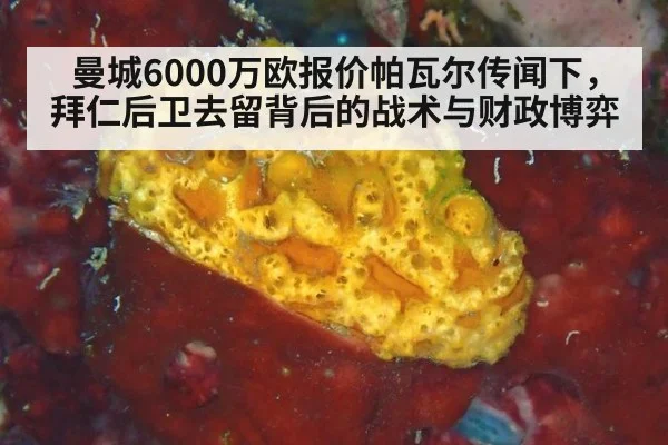曼城6000万欧报价帕瓦尔传闻下，拜仁后卫去留背后的战术与财政博弈